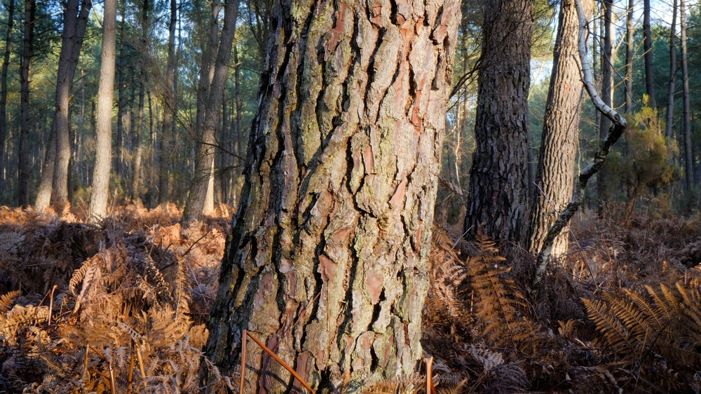 Domaine du Moulin, plus de 700 hectares de Forêts vendues en Indre et Loire
© Forêt Patrimoine Domaine du Moulin, plus de 700 hectares de Forêts vendues en Indre et Loire
© Forêt Patrimoine