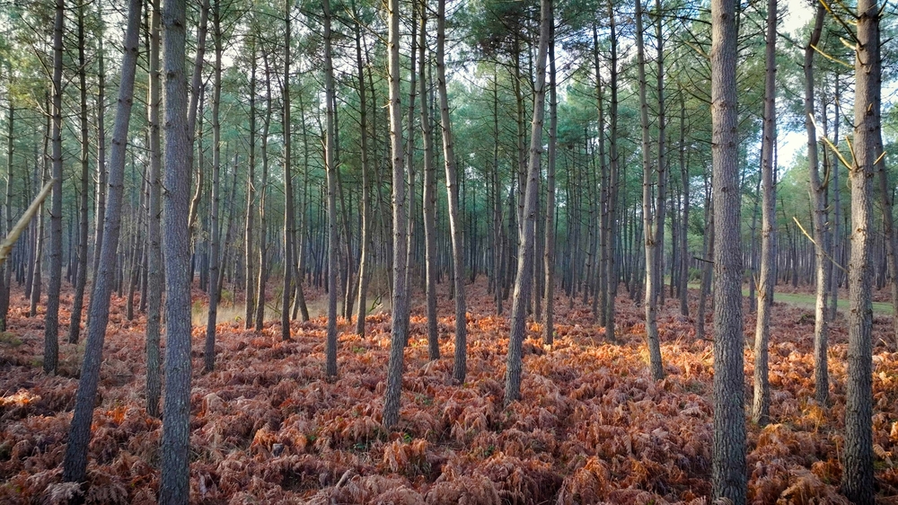 Domaine du Moulin, plus de 700 hectares de Forêts vendues en Indre et Loire
© Forêt Patrimoine Domaine du Moulin, plus de 700 hectares de Forêts vendues en Indre et Loire
© Forêt Patrimoine