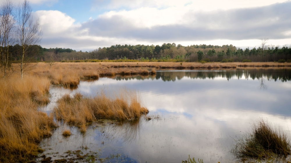 Domaine du Moulin, plus de 700 hectares de Forêts vendues en Indre et Loire
© Forêt Patrimoine Domaine du Moulin, plus de 700 hectares de Forêts vendues en Indre et Loire
© Forêt Patrimoine