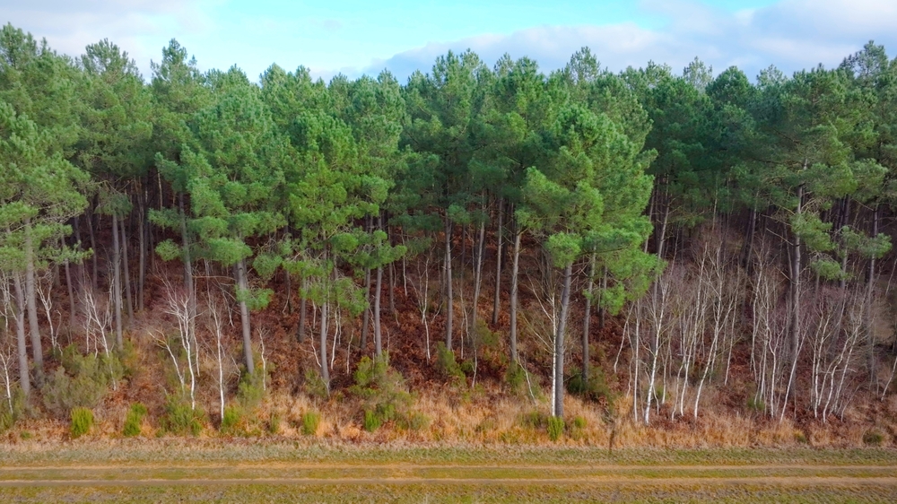 Domaine du Moulin, plus de 700 hectares de Forêts vendues en Indre et Loire
© Forêt Patrimoine Domaine du Moulin, plus de 700 hectares de Forêts vendues en Indre et Loire
© Forêt Patrimoine