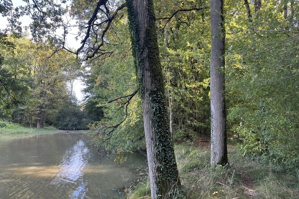 Bois des Bazins, près de 40 ha de forêt et domaine de chasse à vendre dans l'Yonne&copy; For-et Patrimoine - Julien Terrier