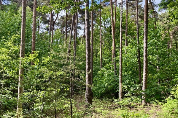 Bois de Pinceloup et de Pincourt, Foret de 63 hectares à vendre dans les Yvenlines (78)&copy; Julien Terrier - Forêt Patrimoine