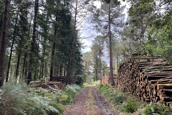 Coupe de bois dans la forêt de Larré&copy; Julien Terrier - Forêt Patrimoine