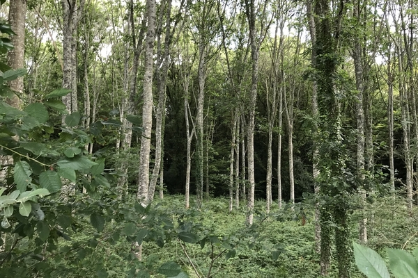Bois de Kerguestenen, forêt de 25 ha à vendre dans le Morbihan&copy; Julien Terrier - Foret Patrimoine
