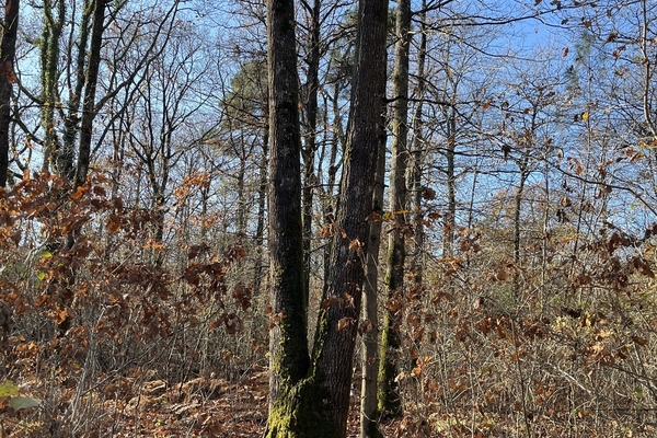 Bois des Landes. 27 ha de forêt à vendre en Indre-et-Loire (37)&copy; Julien Terrier - Forêt Patrimoine