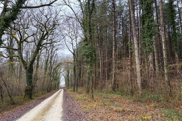 Bois de la Forêt, 23 ha à vendre dans le Loiret&copy; Julien Terrier - Forêt patrimoine
