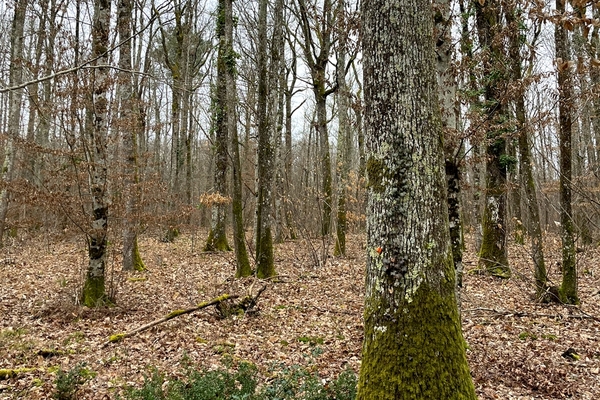 Bois de Conon, 29 ha à vendre dan sle Loir-et-Cher (41)&copy; Julien Terrier - Forêt patrimoine