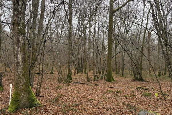 Bois des Hariats - 25 ha de feuillus à vendre dans l'Yonne (89)&copy; Godefroy Grassin - Forêt Patrimoine