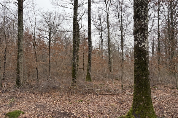 Bois de Melleroy, 40 ha à vendre dans le Loiret&copy; Godefroy Grassin - Forêt Patrimoine