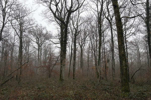 Bois de Verde, 11 hectares de forêts à vendre dans le Loiret&copy; Julien Terrier - Forêt Patrimoine