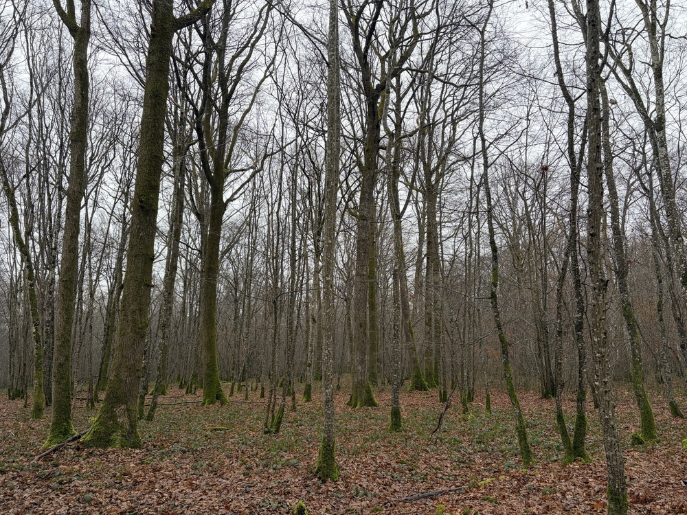 Bois de la Grilloterie etc, 13 hectares de forêts à vendre dans l'Yonne
© Benoit Loiseau - Forêt Patrimoine Bois de la Grilloterie etc, 13 hectares de forêts à vendre dans l'Yonne
© Benoit Loiseau - Forêt Patrimoine