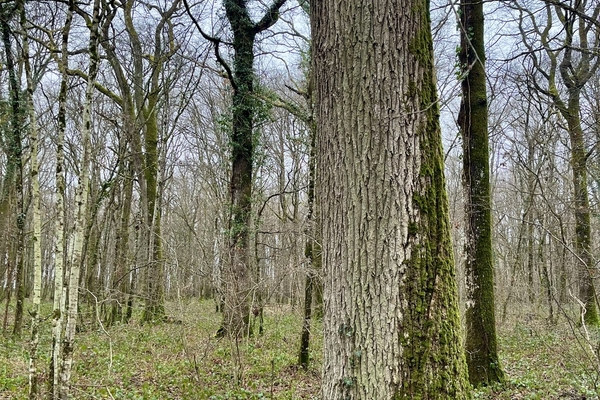 Petite Sudais, Bois des Brouillard, 26 hectares de Forêts à vendre dans le Loir-et-Cher&copy; Julien Terrier - Forêt Patrimoine
