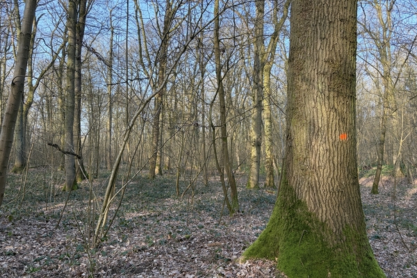 Bois du Roi, 93 ha de forêt à vendre par Appel d'offre, dans l'Aisne&copy; Benoit Loiseau - Forêt Patrimoine