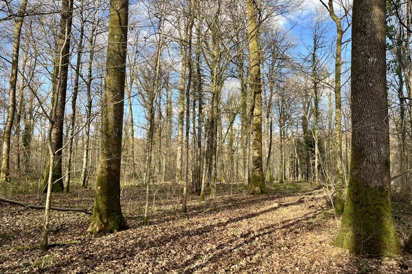 Bois du vieux Monthier, 15 ha de forêt à vendre dans la Meuse&copy; Julien Terrier - Forêt Patrimoine