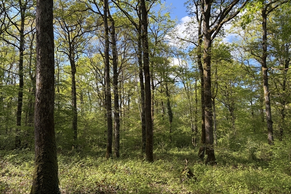 Forêt de 300 ha à vendre dans la Marne&copy; Julien Terrier - Forêt Patrimoine