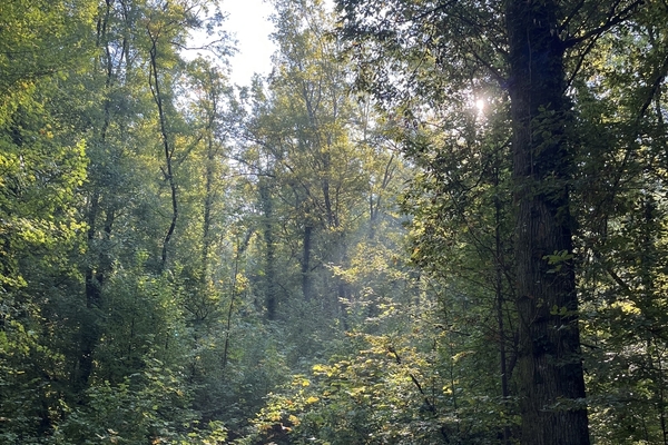 Bois de la Côte d'Est, Forêt de 30 ha à vendre en seine-et-Marne&copy; Julien Terrier - Forêt Patrimoine