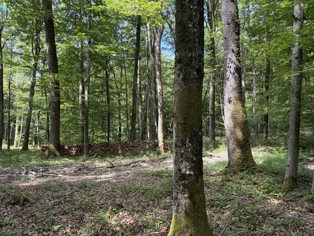 Forêt à vendre dans le Haut-Rhin
© Benoit Loiseau - Forêt Patrimoine Forêt à vendre dans le Haut-Rhin
© Benoit Loiseau - Forêt Patrimoine