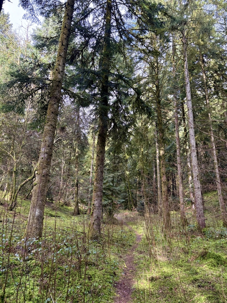 Plan de situation - Rare Ensemble forestier en futaie jardinée
© Forêt Patrimoine Plan de situation - Rare Ensemble forestier en futaie jardinée
© Forêt Patrimoine