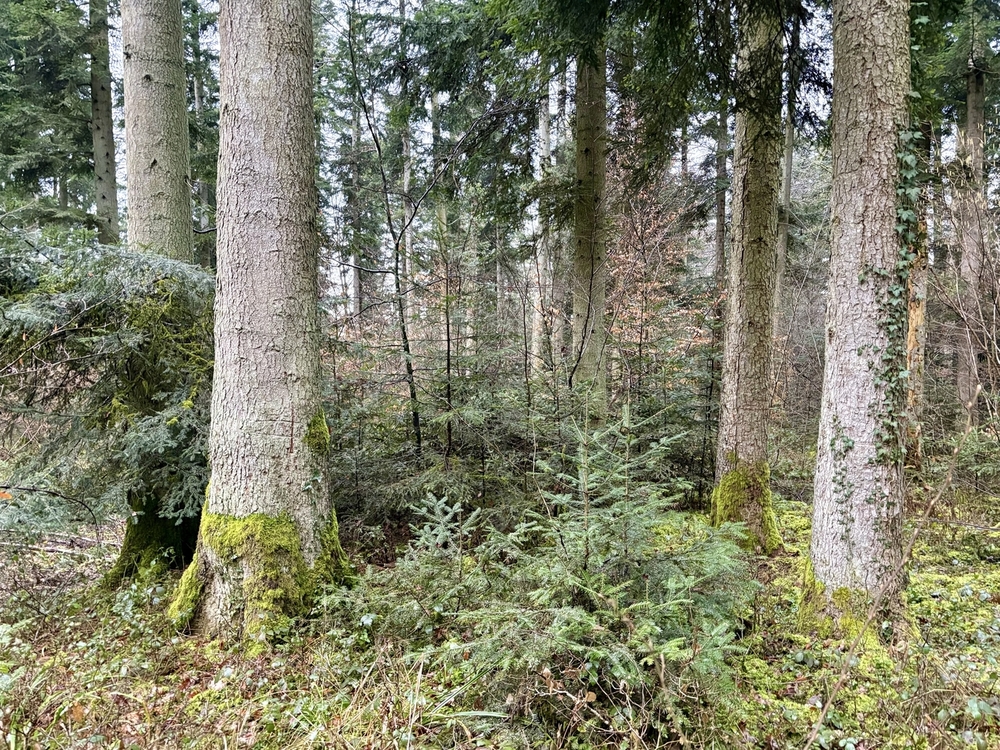 Plan de situation - Rare Ensemble forestier en futaie jardinée
© Forêt Patrimoine Plan de situation - Rare Ensemble forestier en futaie jardinée
© Forêt Patrimoine
