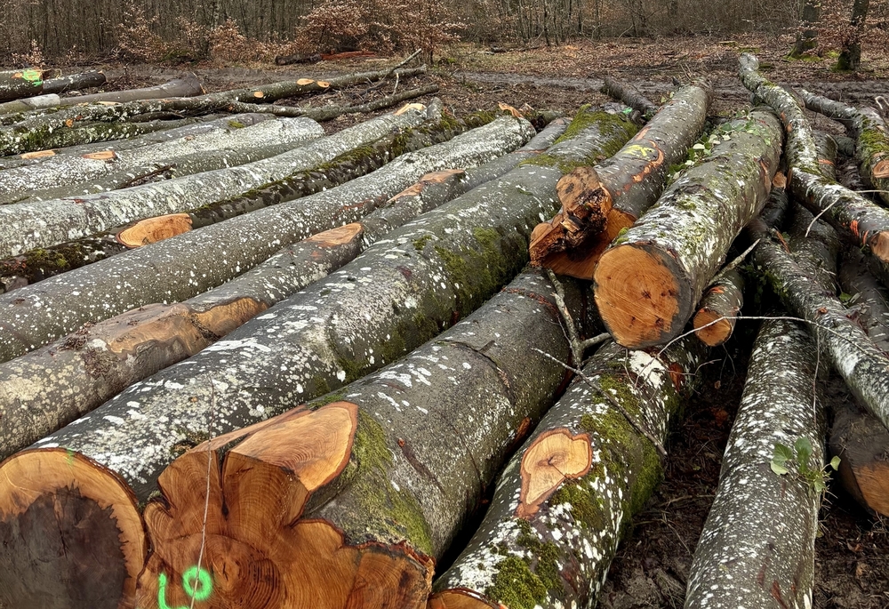 Rare ensemble forestier de 195 ha en futaie jardinée
© Forêt Patirmoine Rare ensemble forestier de 195 ha en futaie jardinée
© Forêt Patirmoine
