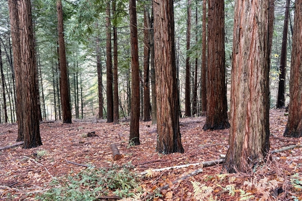60 ha de forêts à vendre dans le Tarn&copy; Benoit Loiseau - Forêt Patrimoine