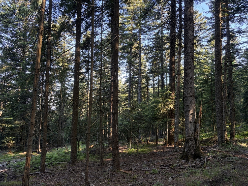 Forêt de 47 hectares à vendre en Ardèche et en Haute-Loire
Benoit Loiseau - Forêt Patrimoine Forêt de 47 hectares à vendre en Ardèche et en Haute-Loire
Benoit Loiseau - Forêt Patrimoine
