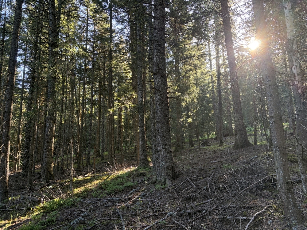 Forêt de 47 hectares à vendre en Ardèche et en Haute-Loire
Benoit Loiseau - Forêt Patrimoine Forêt de 47 hectares à vendre en Ardèche et en Haute-Loire
Benoit Loiseau - Forêt Patrimoine