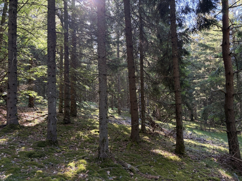 Forêt de 47 hectares à vendre en Ardèche et en Haute-Loire
Benoit Loiseau - Forêt Patrimoine Forêt de 47 hectares à vendre en Ardèche et en Haute-Loire
Benoit Loiseau - Forêt Patrimoine
