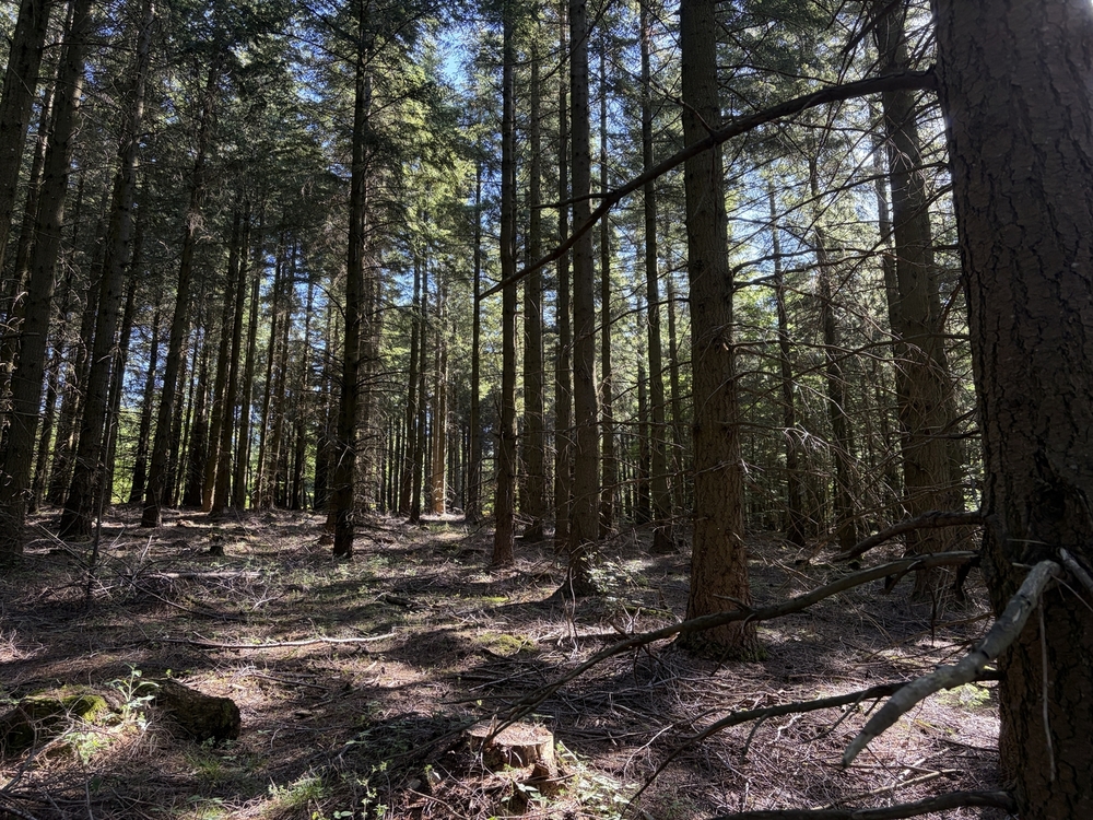 Forêt de 47 hectares à vendre en Ardèche et en Haute-Loire
Benoit Loiseau - Forêt Patrimoine Forêt de 47 hectares à vendre en Ardèche et en Haute-Loire
Benoit Loiseau - Forêt Patrimoine
